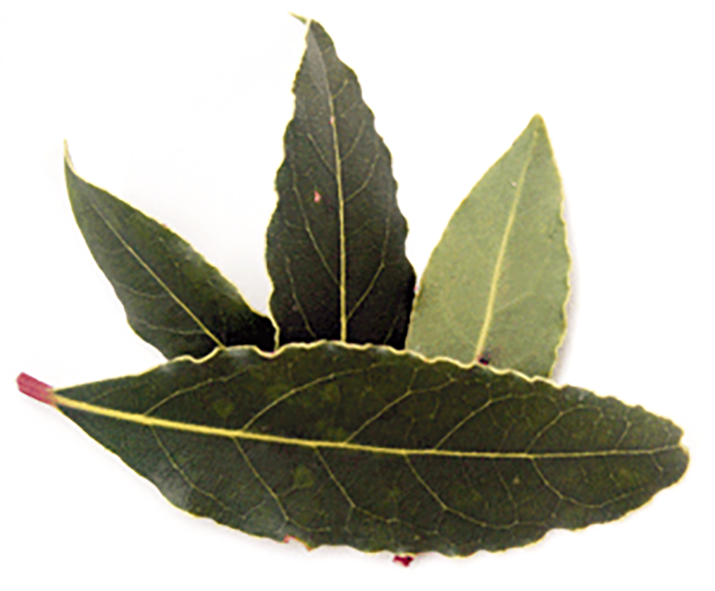 Four bay leaves arranged in a fan