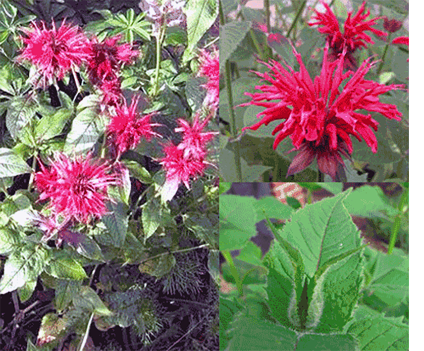 Bergamot, whole plant and close-up of leaves and flowers