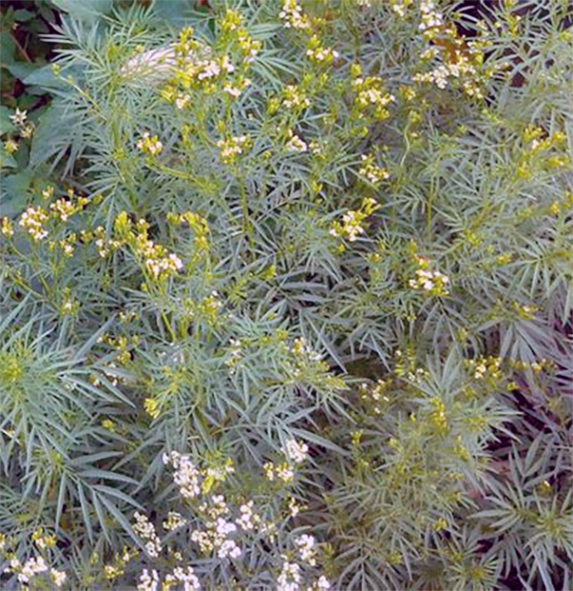 Mexican tarragon in flower