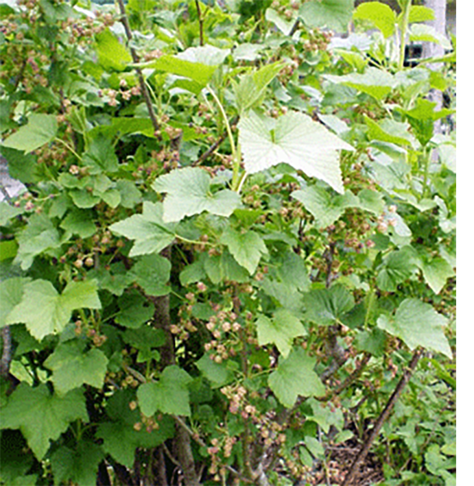 blackcurrant bush showing leaves and emerging fruit
