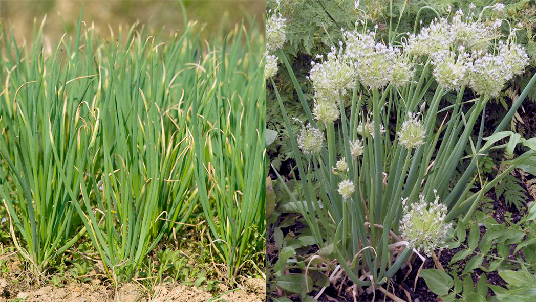 Branching onions in a field in China and in flower from Japan