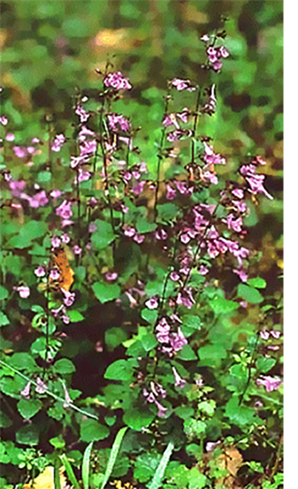 Calamint plant in flower