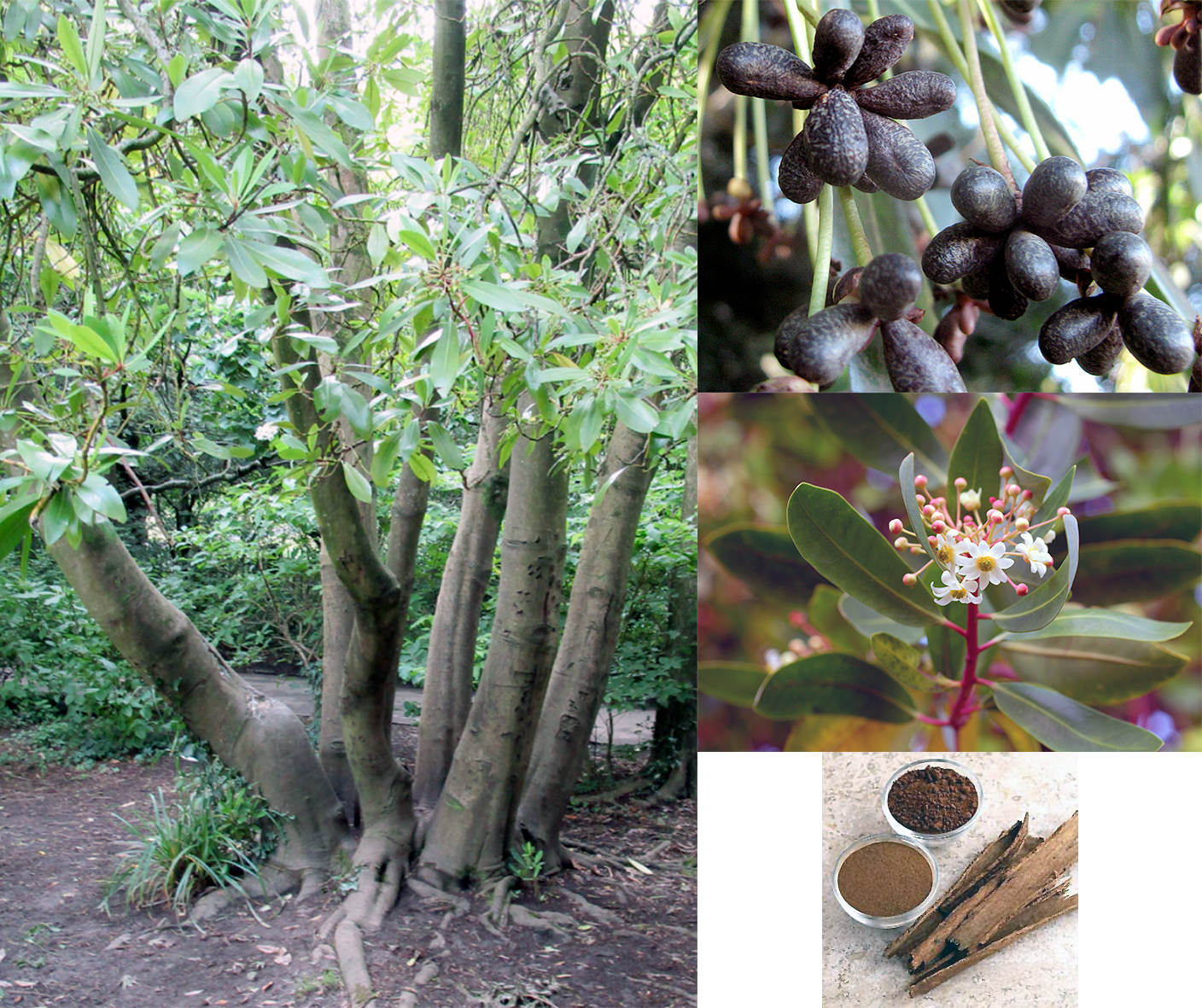canelo tree, caneol fruit, flowers, extracted and ground bark