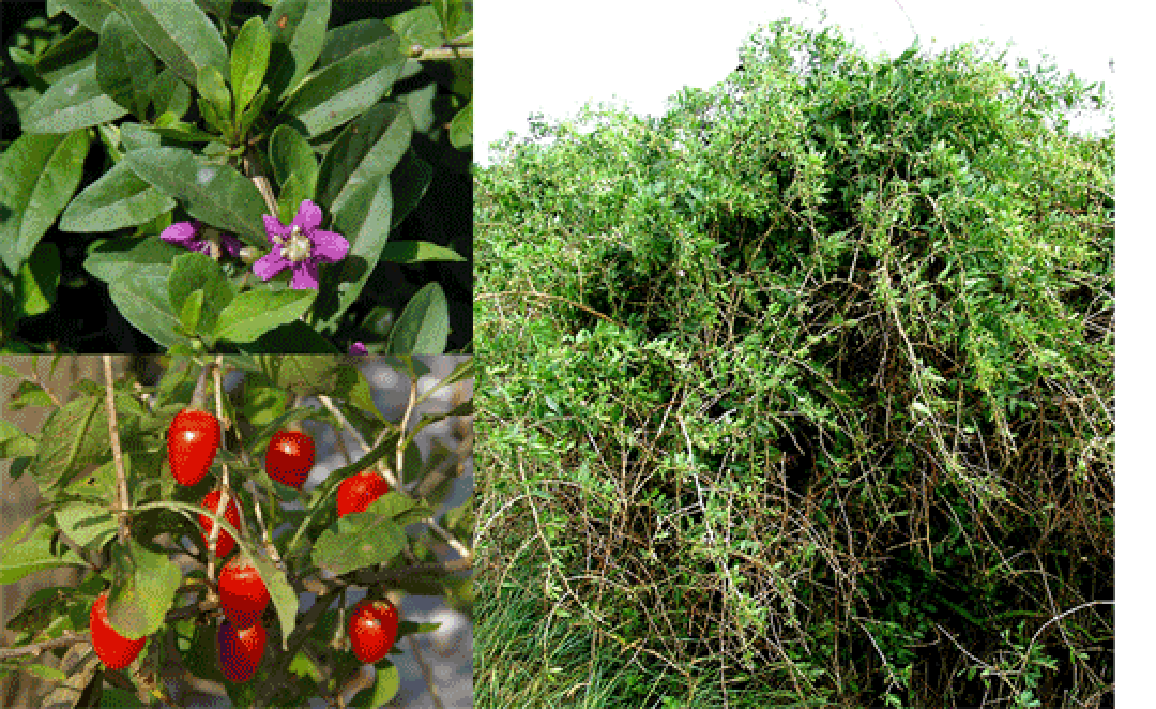 Chinese boxthorn (wolfberry) whole plant, leaves, flowers and fruit