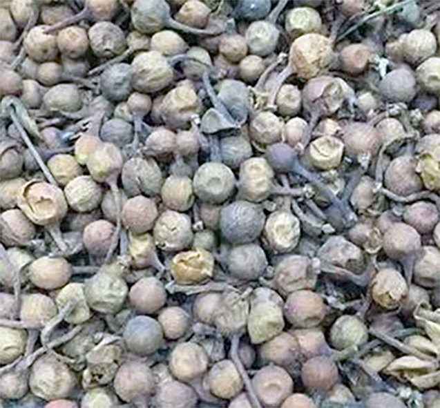Pile of dried cinnamon flower buds