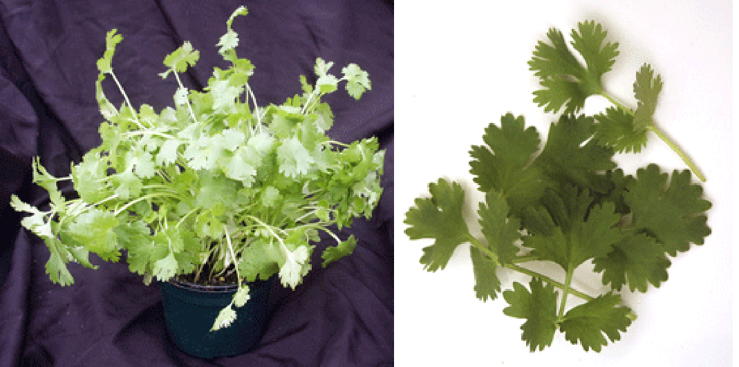 Whole coriander plant and separated leaves