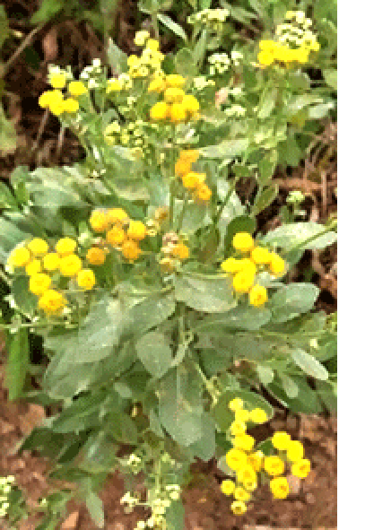Whole costmary plant in flower