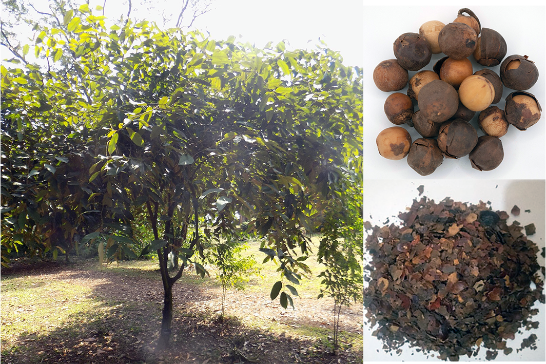 Afrostyrax lepidophyllus with the dried fruit shown whole and crushed in a mortar