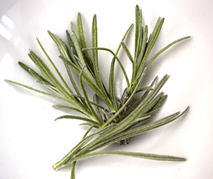 Sprigs of curry plant leaves