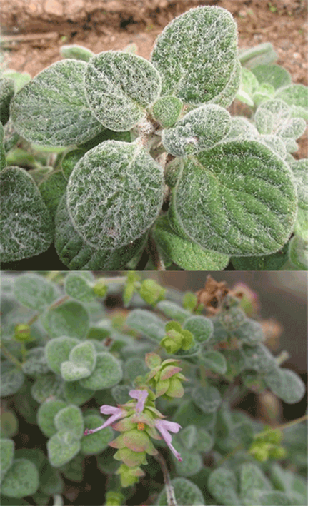 Dittany of Crete plant and plant in flower.