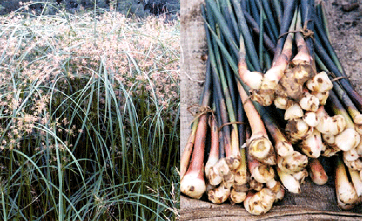 growing and harvested galingale