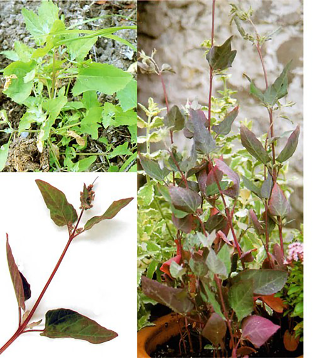 Garden Orach, whole plant and blow-up of leaves