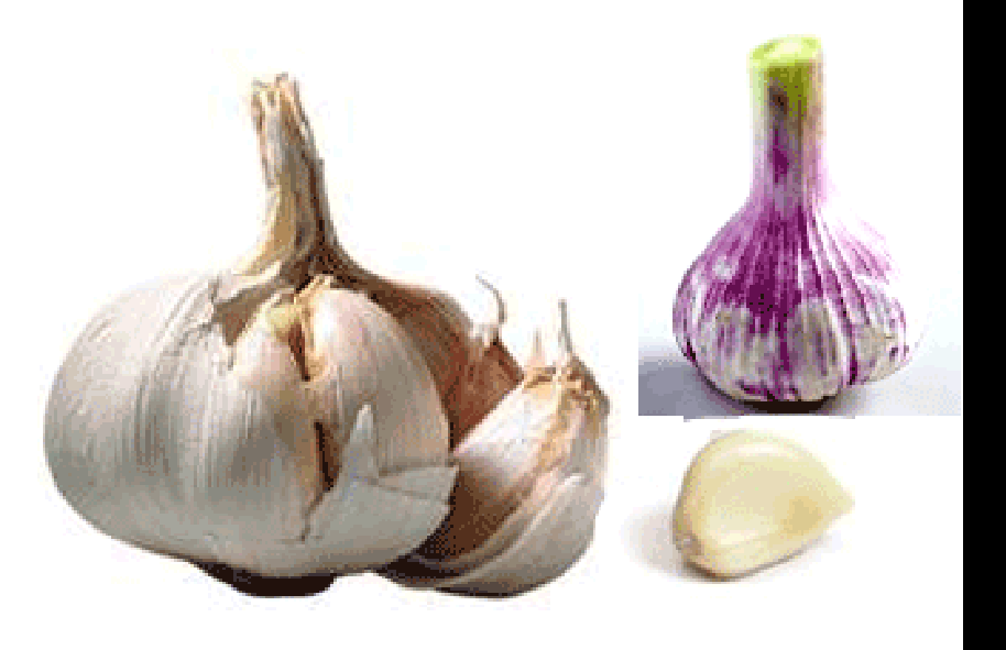 dried garlic, raw garlic and garlic bulb