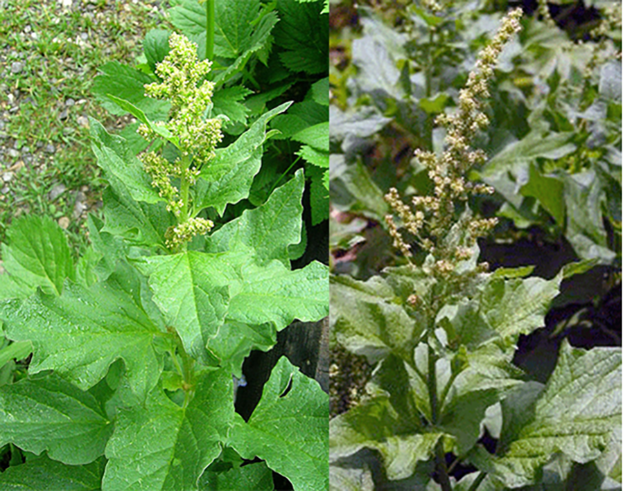 good king henry plant