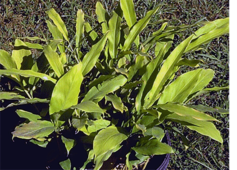 Green cardamom leaves