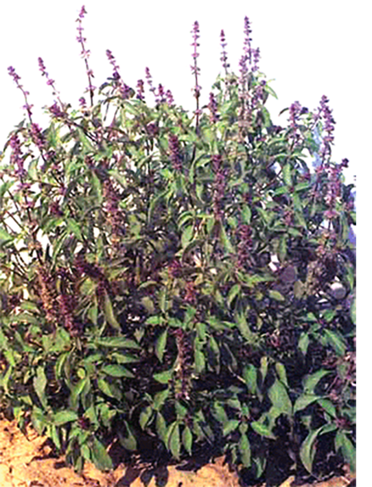 Thai holy basil plants