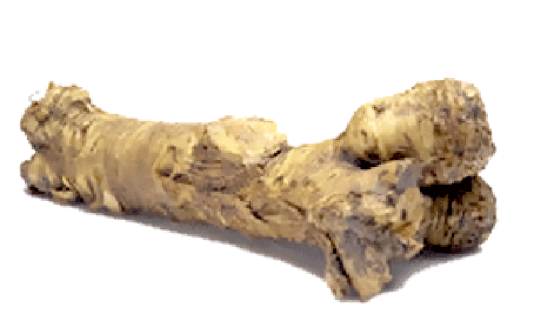 Section of horseradish root
