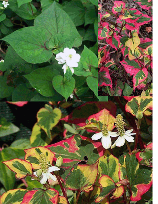 green, vaiegated and red Houttuynia plants