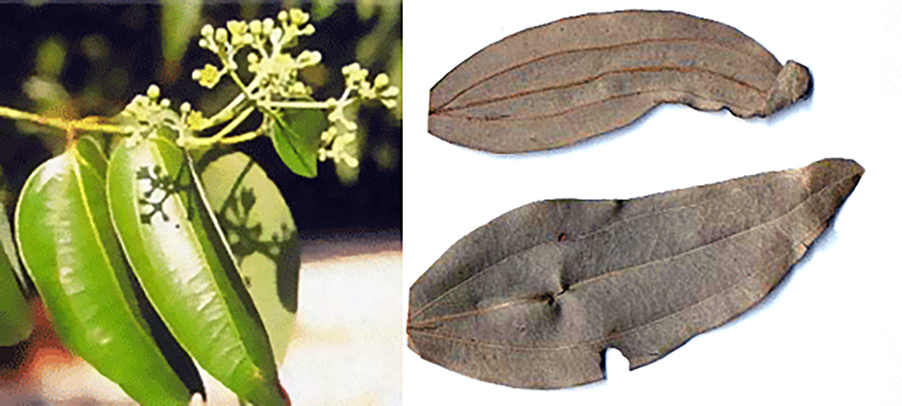 Dried and fresh Indian bay leaves