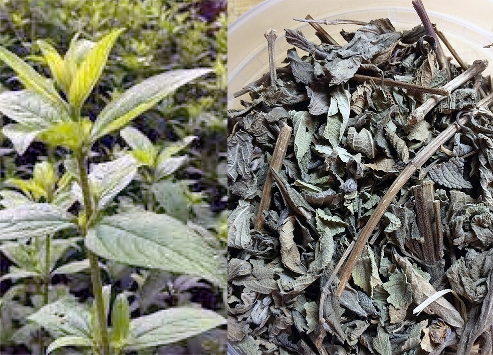 Koseret, whole plant and dried leaves
