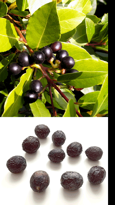laurel berries on the bush and dried as a spice