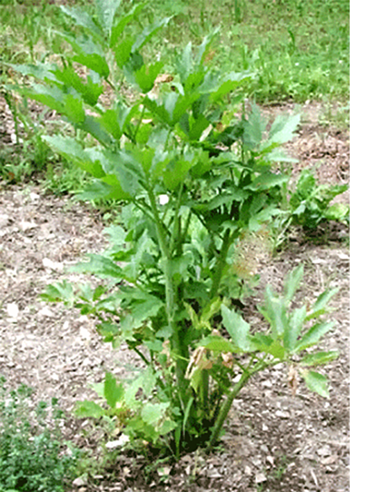 Lovage plant