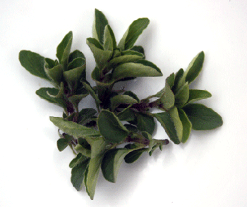 Sprigs of marjoram