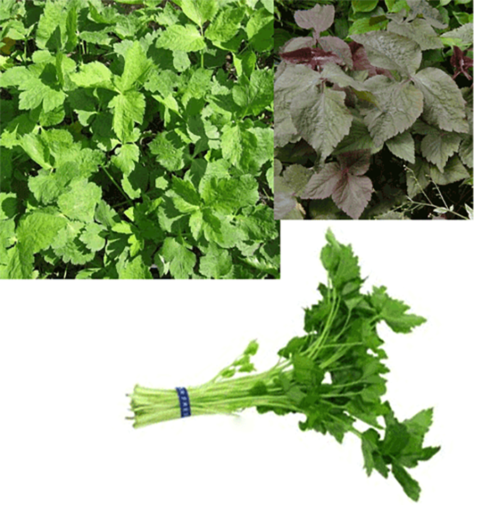 Green and red mitsuba with bunch of mitsuba leaves