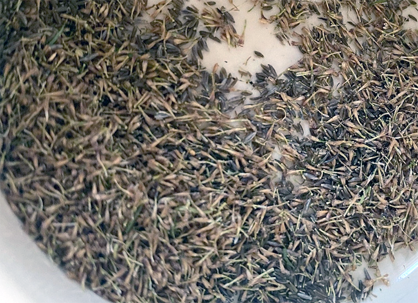 Pile of dried voatsiperifery peppercorns
