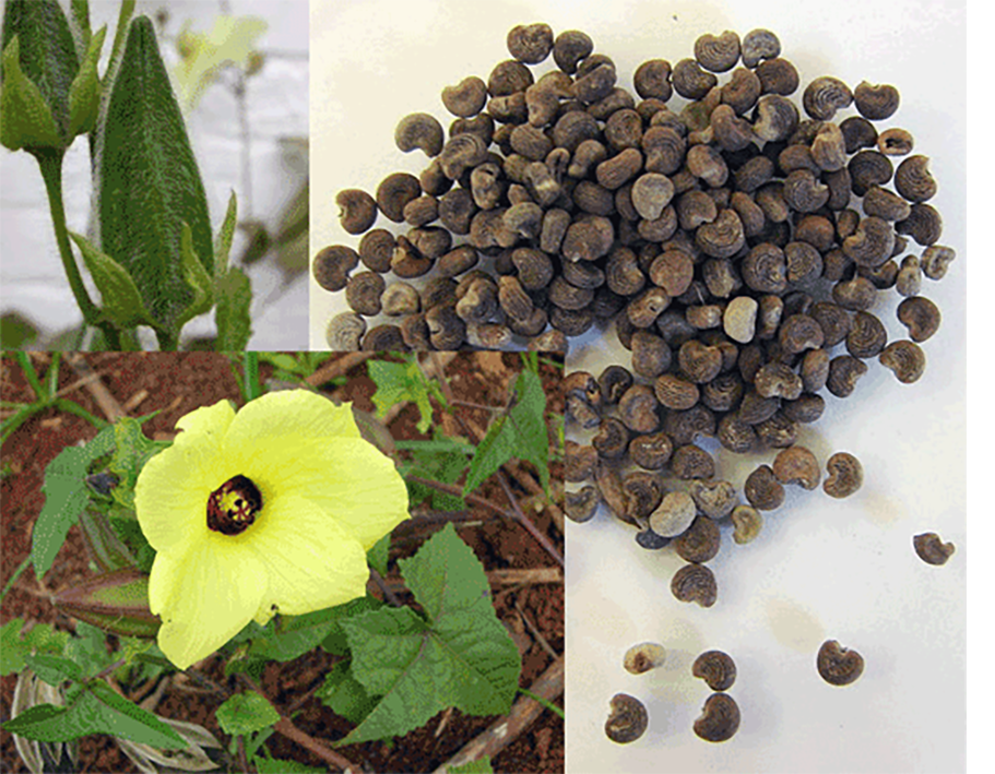 Musk mallow plant, seed pods and seeds