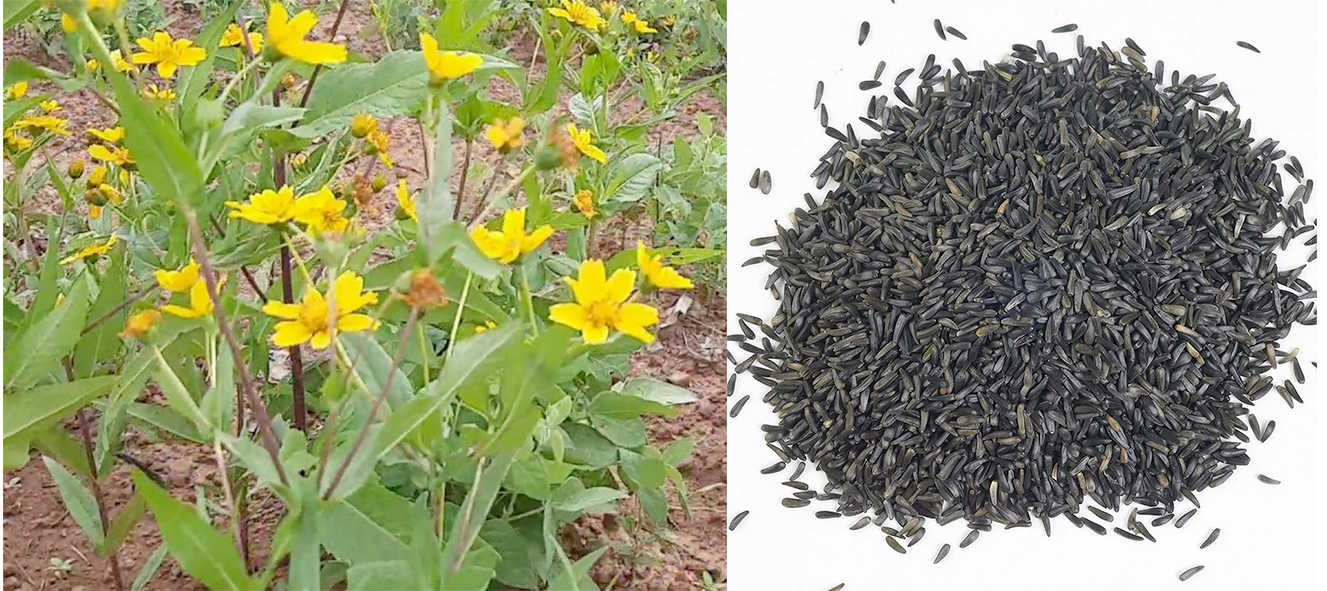 Niger plant and niger seeds