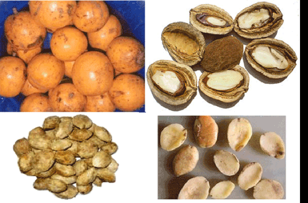 African wild mango (ogbono) fruit and kernels