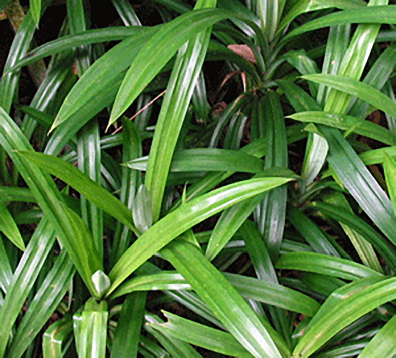 Pandan, screwpine leaves