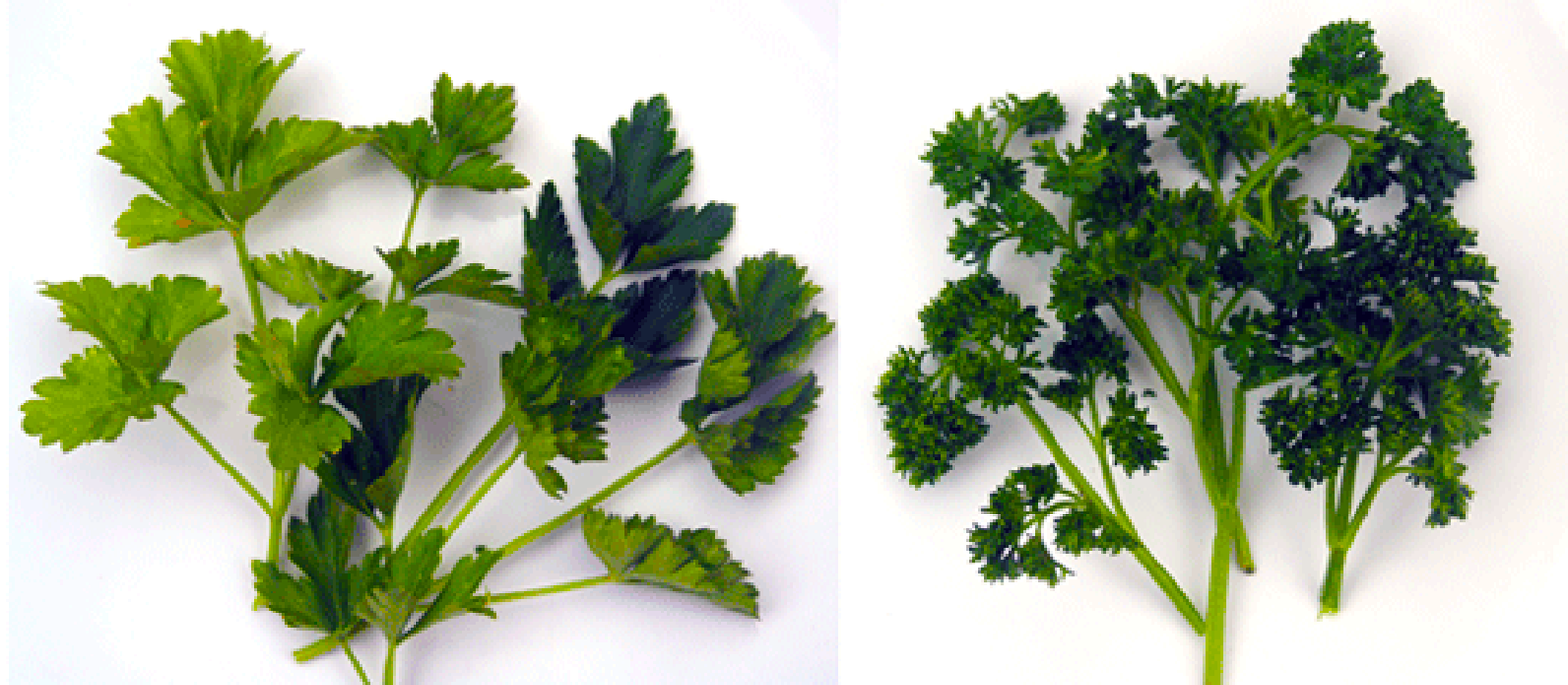 Flat leaf and curly parsley