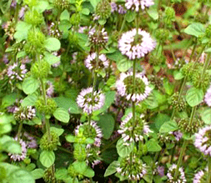 Pennyroyal plant in flower
