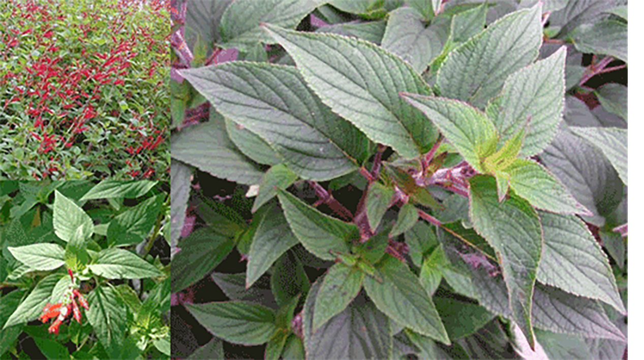 Pineapple Sage plant in flower, close up of leaves