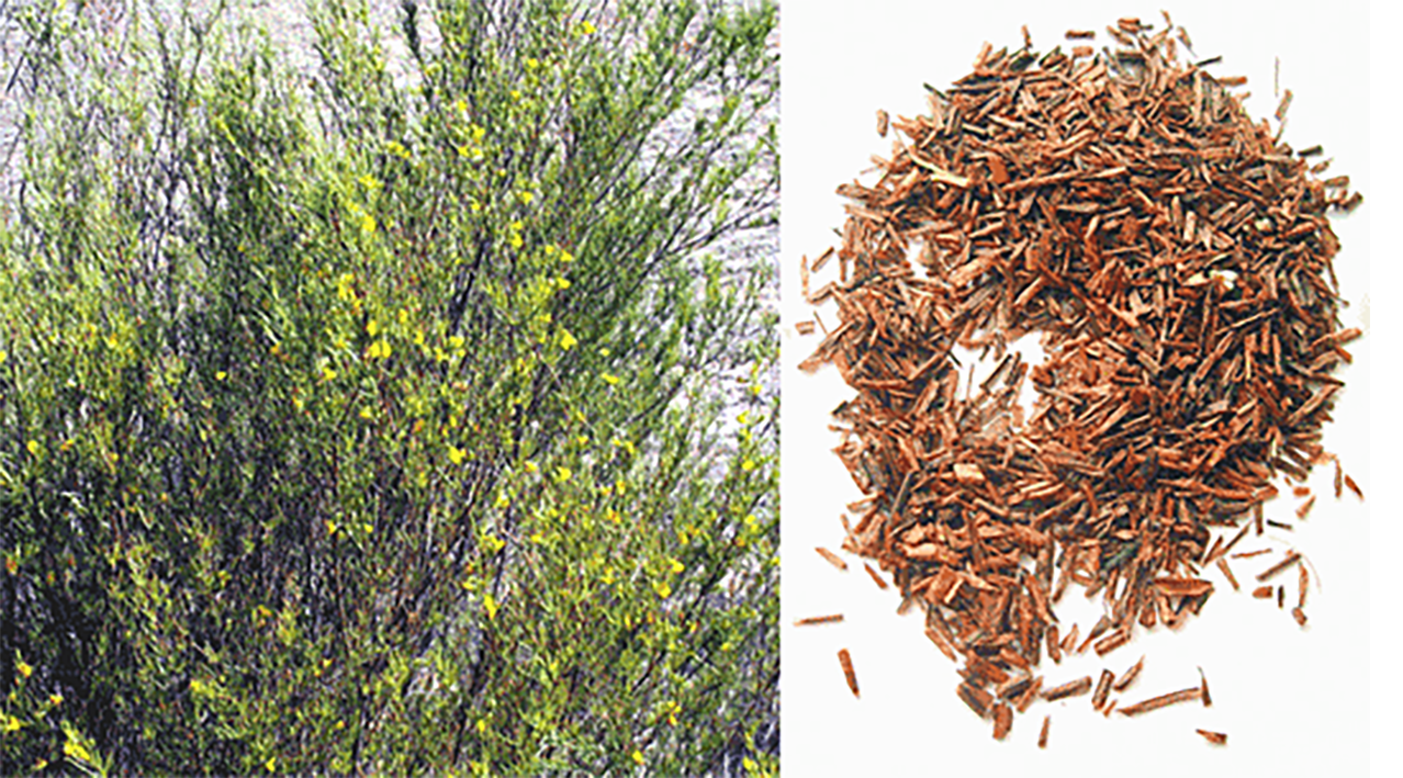 Rooibos bush and dried rooibos tips