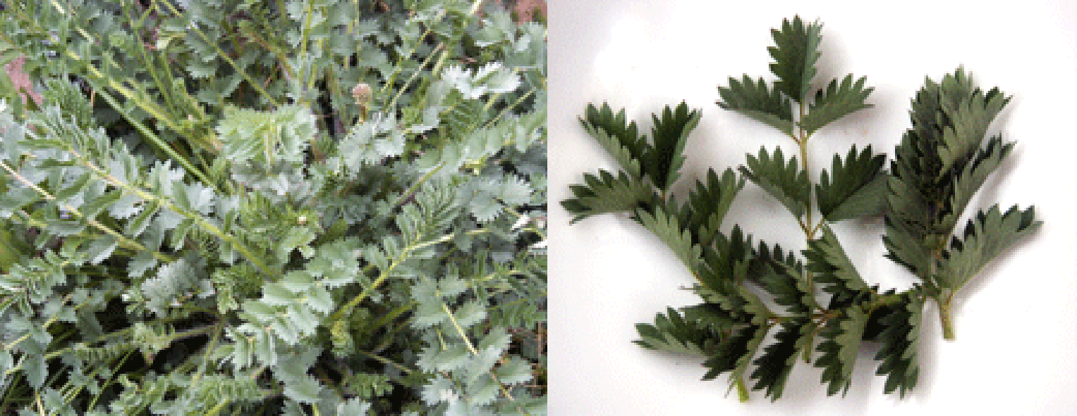 Salad Burnet plant and picked leaves