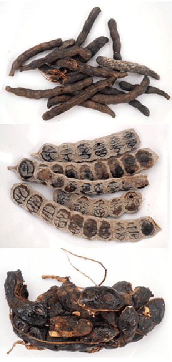 Dried fruit of Xylopia aethiopica and Xylopia striata above smoked Senegal pepper