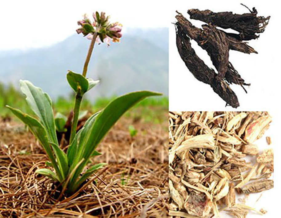 spikenard, plant and dried root