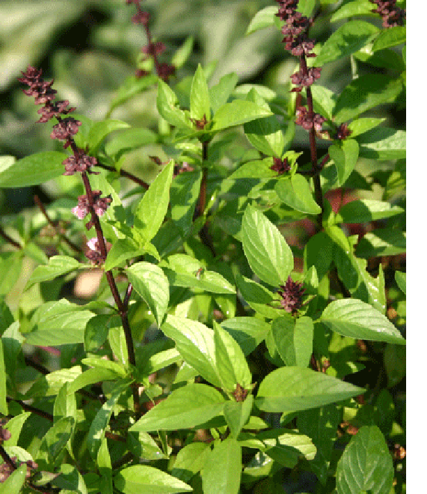Flowering thai basil plants