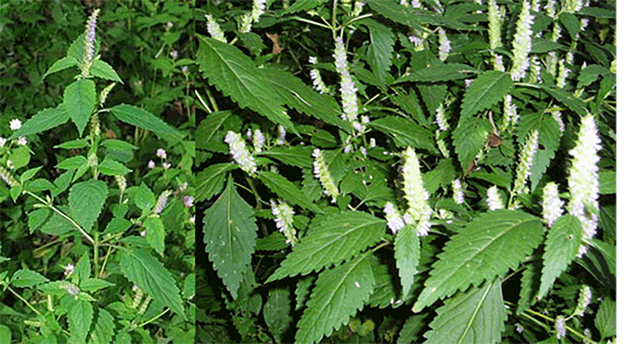 Vietnamese Balm, whole plant and close-up of leaves and flowers