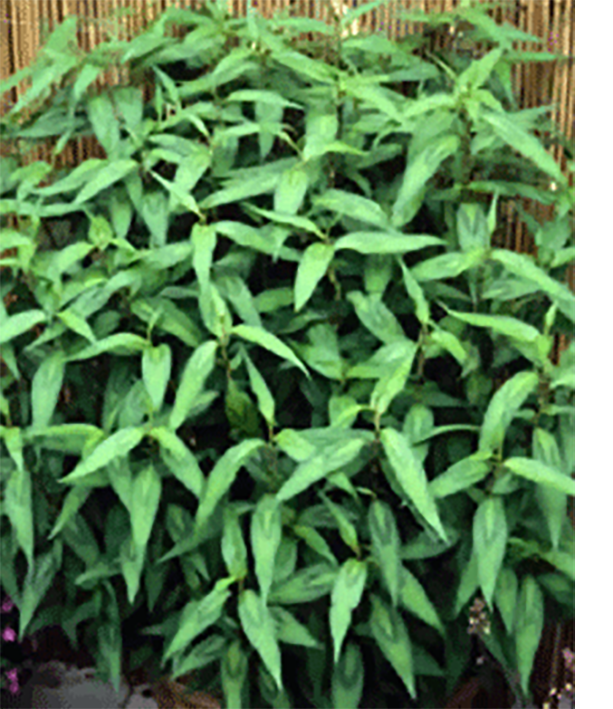 Vietnamese Coriander plants