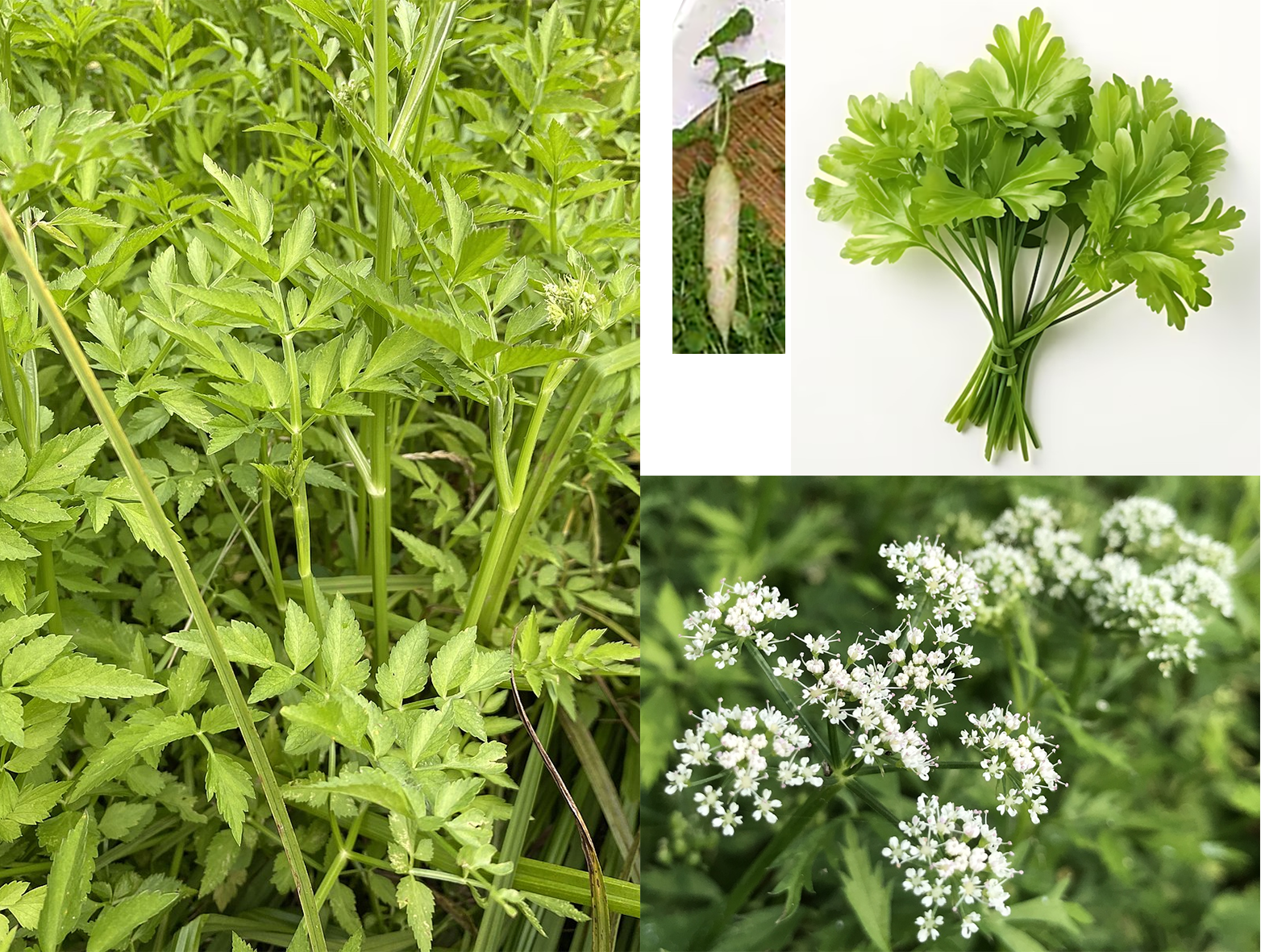 Koseret, whole plant and dried leaves