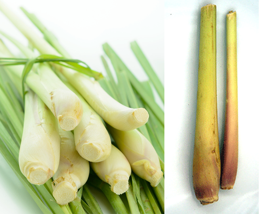 East Indian and West Indian lemongrass stalks