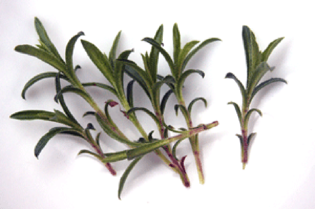 Sprigs of winter Savory