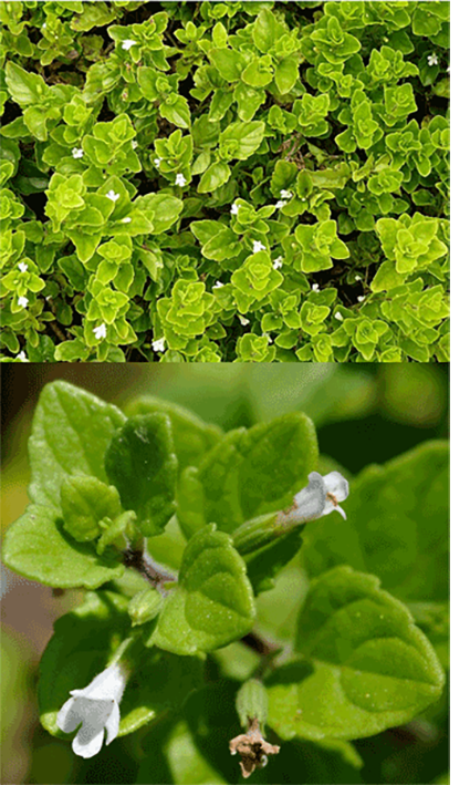 Yerba Buena, whole plant and close-up of leaves