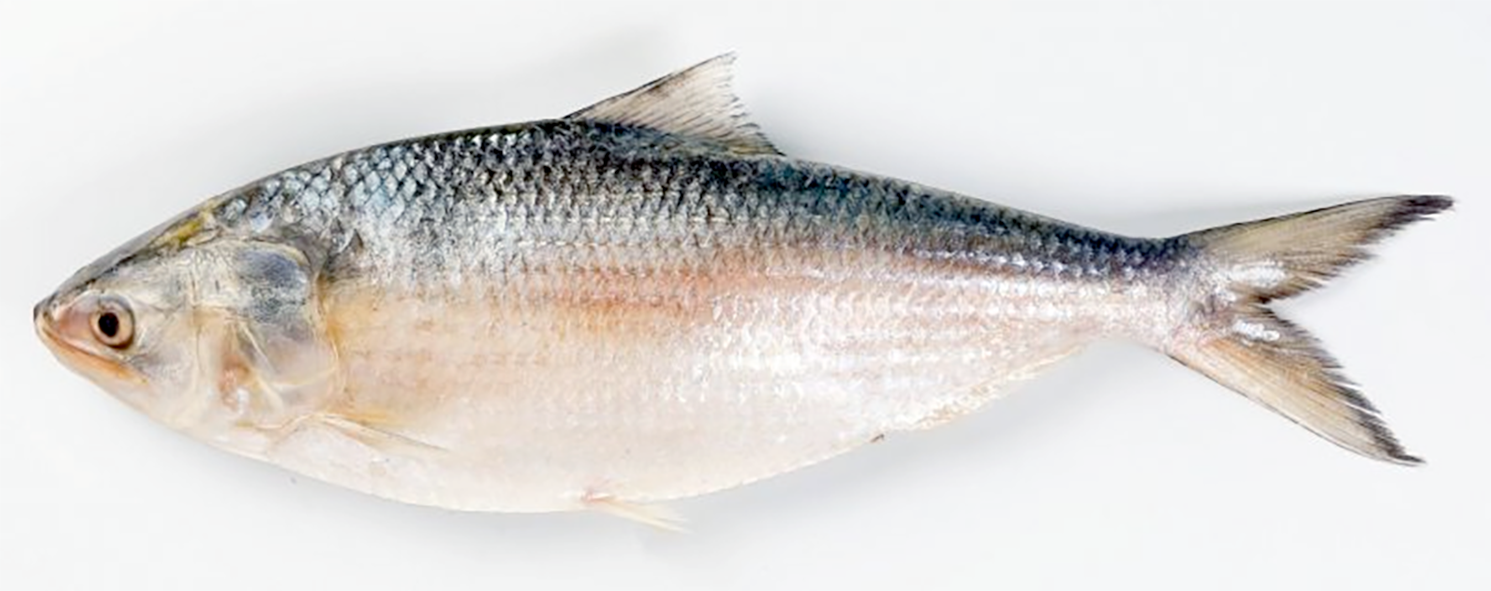 Hilsa fish, <em>Tenualosa ilisha</em>.