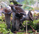 Horn of plenty mushroom tumbnail