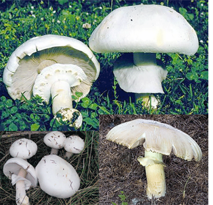 Horse Mushroom (Agaricus arvensis), showing views of the caps, the gills and the frill on this edible mushroom